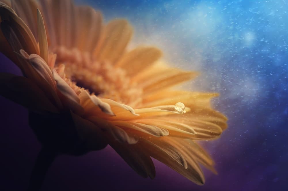 Gerbera Petal Dewdrop by Pásztor András — canvas wall art