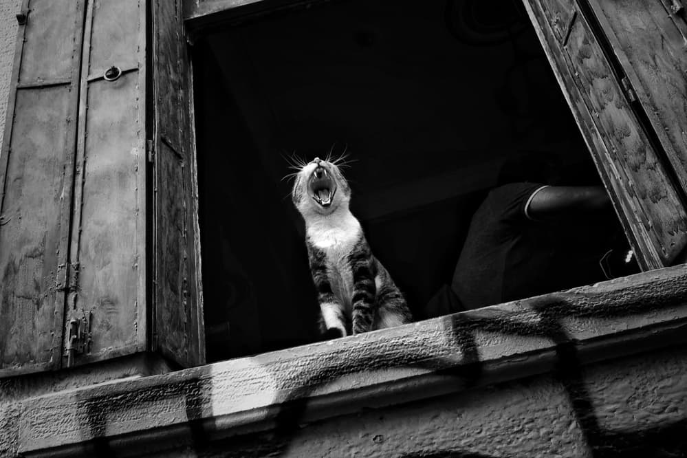 Yawning Cat Window Ledge by Ali Ayer — canvas wall art