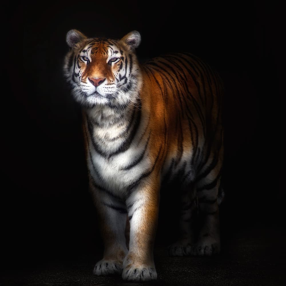 Tiger portrait II by Santiago Pascual Buye — canvas wall art