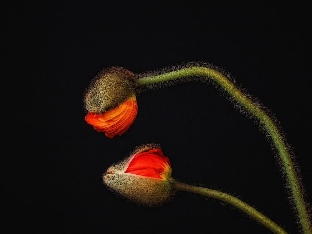 Poppy Buds Emerging by Holger Droste — canvas wall art