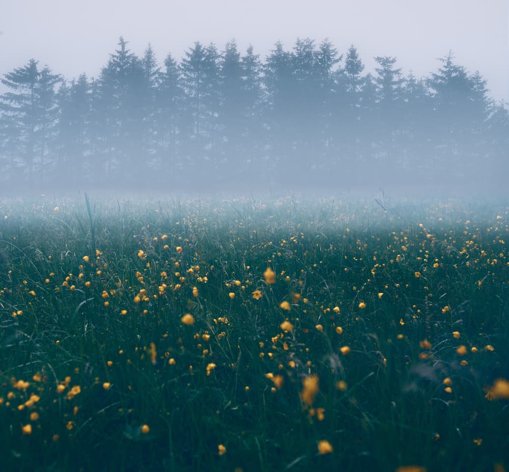 Golden Meadow Mist by Christian Lindsten — canvas wall art