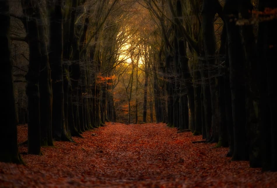 Golden Autumn Forest Path by Paul Boomsma — canvas wall art