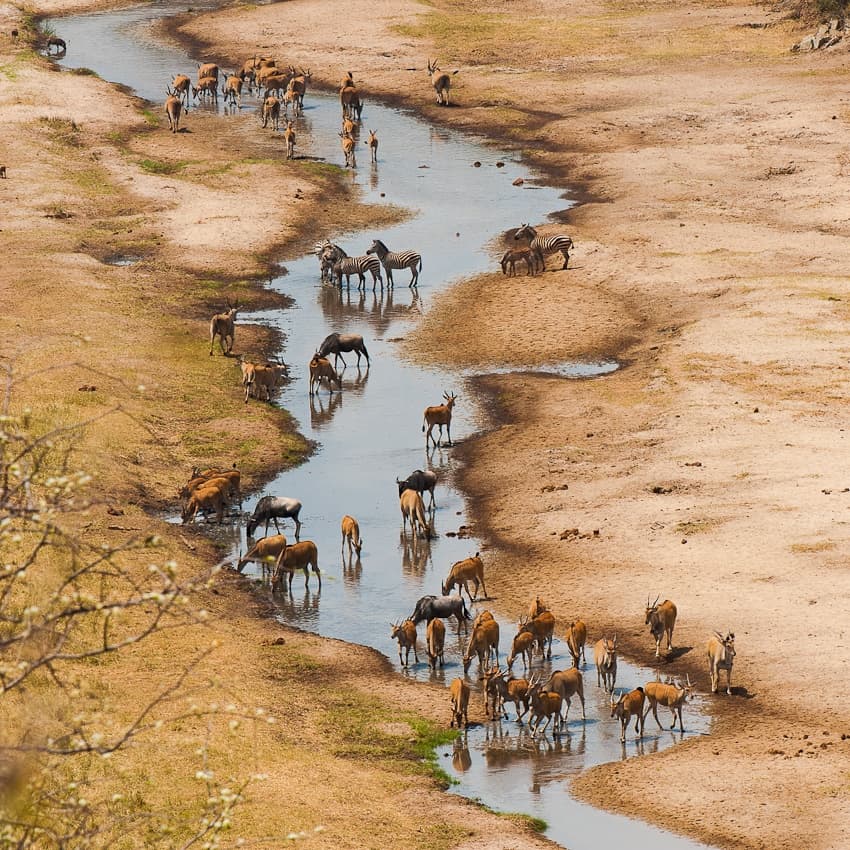 African Animals Drinking by Marc Pelissier — canvas wall art