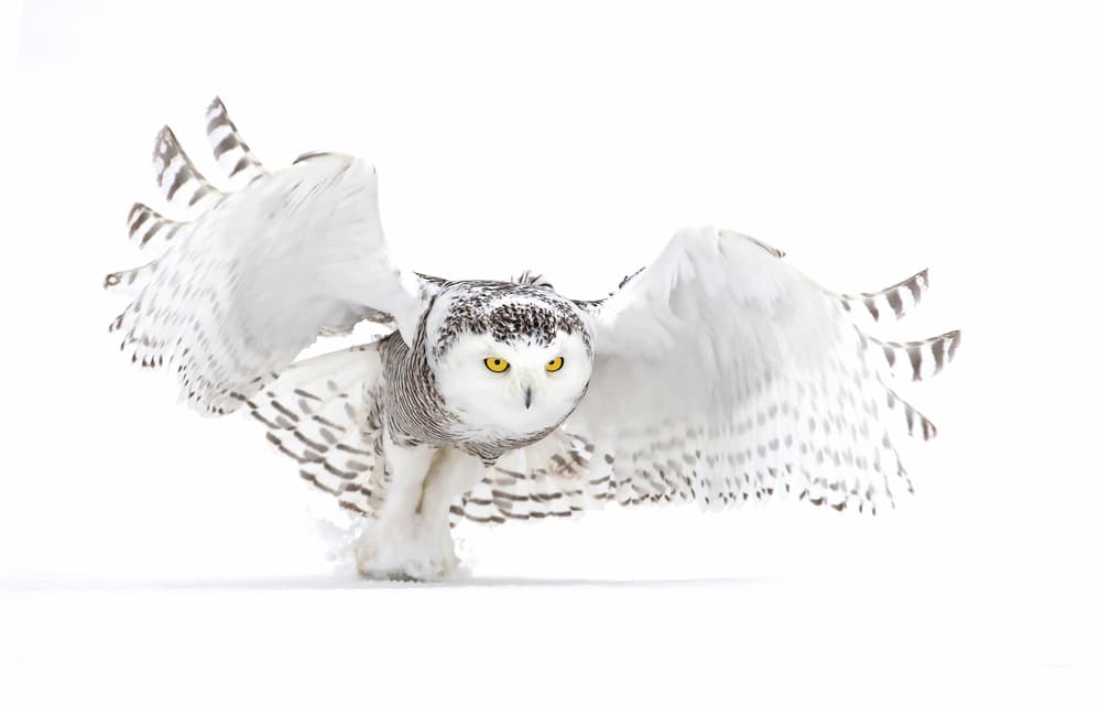 Snowy Owl in Flight by Jim Cumming — canvas wall art