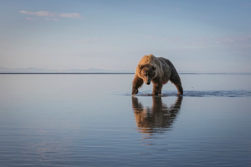 Majestic Bear Reflection by Renee Doyle — canvas wall art