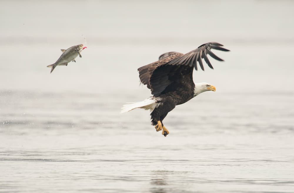 Bald Eagle Fish Catch by Wei Tang — canvas wall art