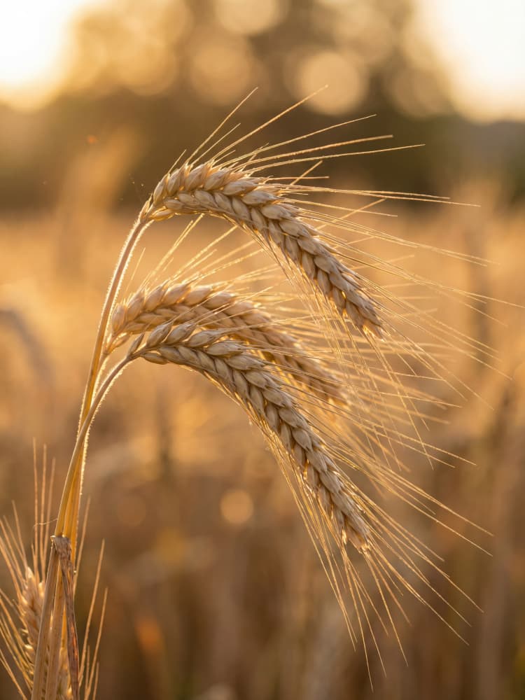 Golden Wheat Ears by Andreas Magnusson — canvas wall art