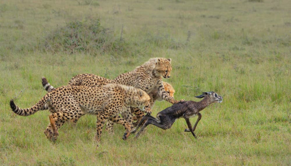 African Cheetah Hunt by MIN LI — canvas wall art