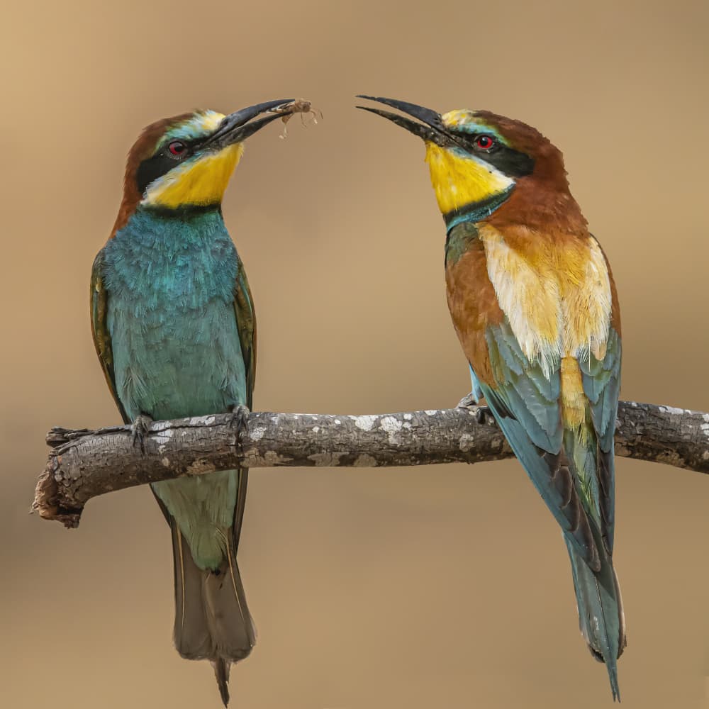 Two Vibrant Bee-eaters by Boris Lichtman — canvas wall art
