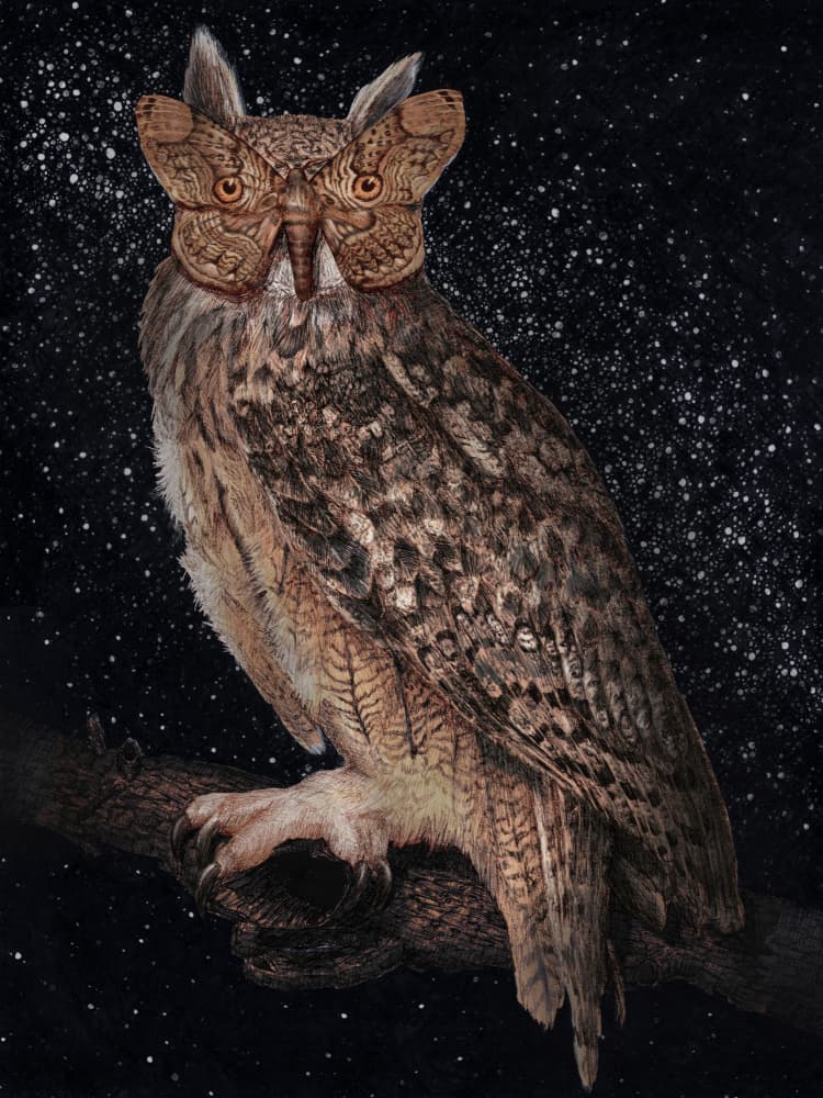 Camouflage and Stars Colour by EC Mazur — canvas wall art