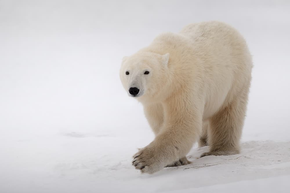 White Polar Bear Walking by Marco Pozzi — canvas wall art