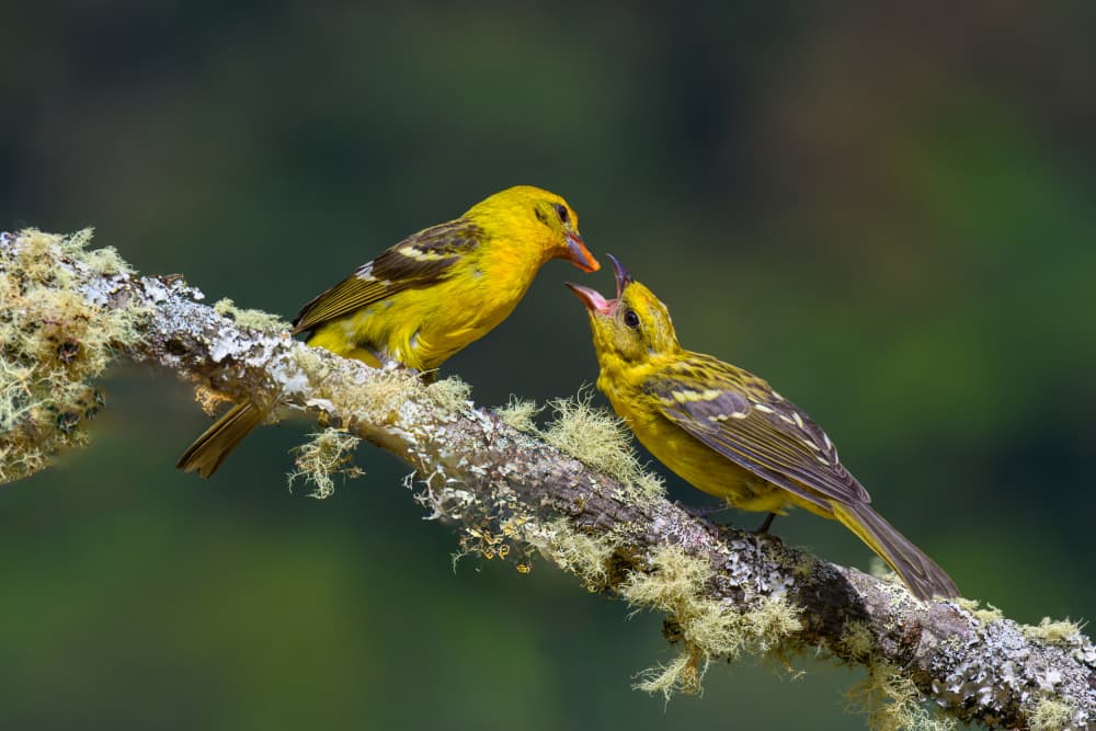 Yellow Bird Feeding by Mike He — canvas wall art