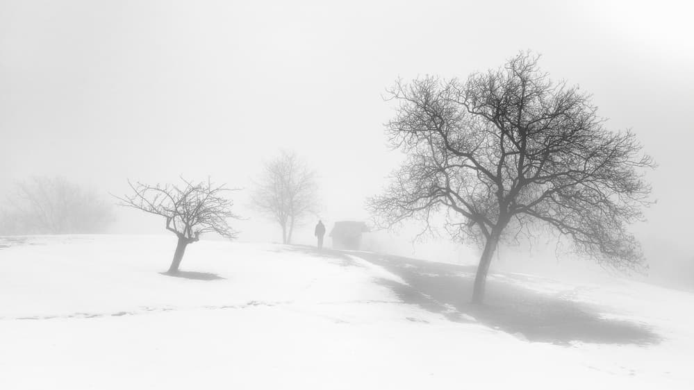 Misty Winter Trees by Claudio Moretti — canvas wall art
