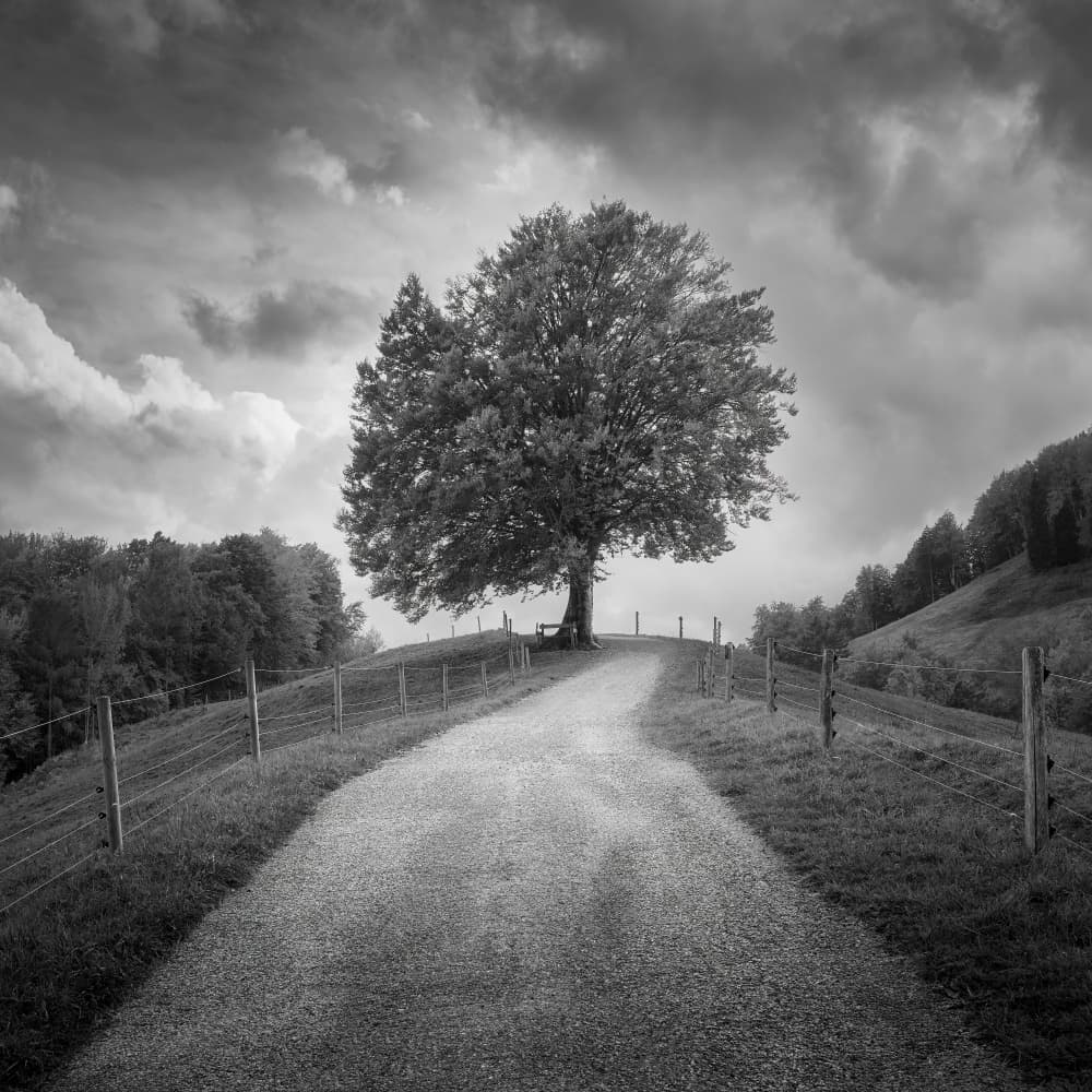 Winding Path Lone Tree by Thomas de Franzoni — canvas wall art