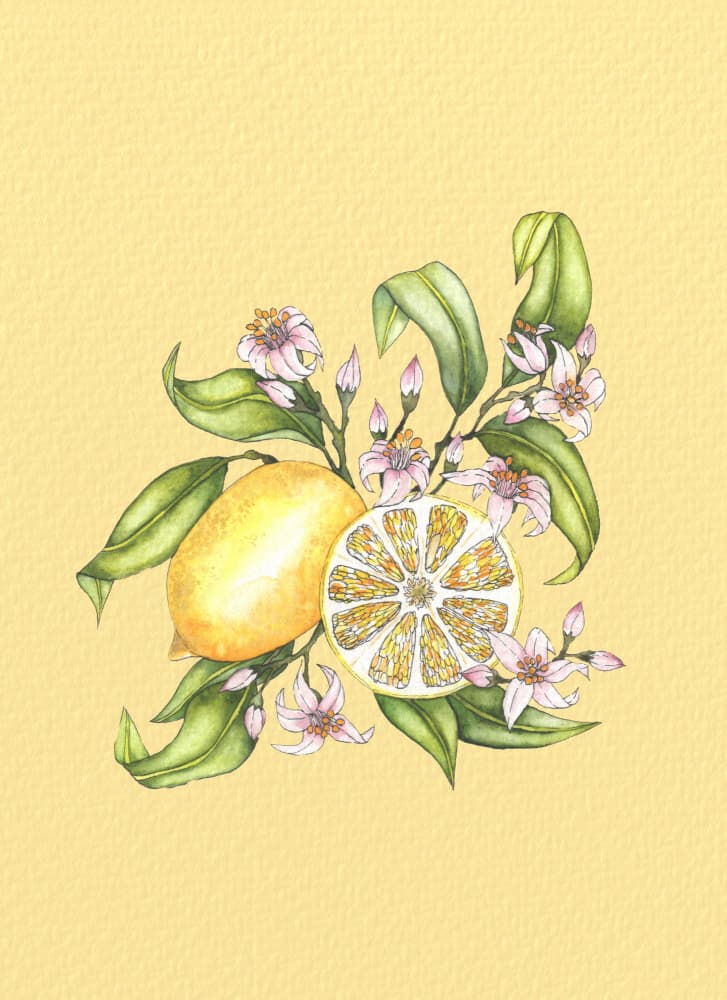 Fresh Lemons and Blossoms by Linda Sitniece — canvas wall art