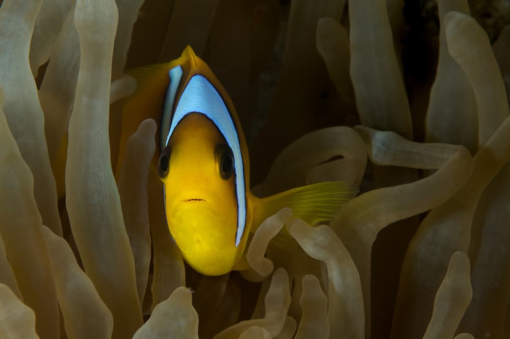 Vibrant Clownfish Peeking by Romano Molinari — canvas wall art