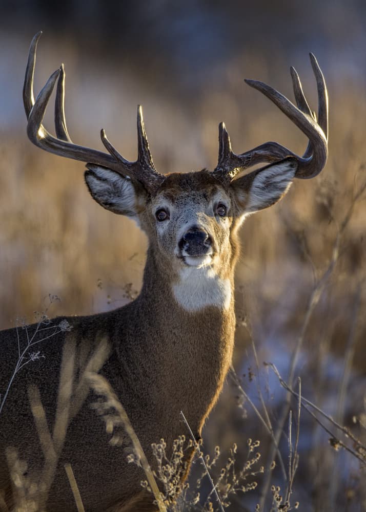Majestic Whitetail Buck by verdon — canvas wall art