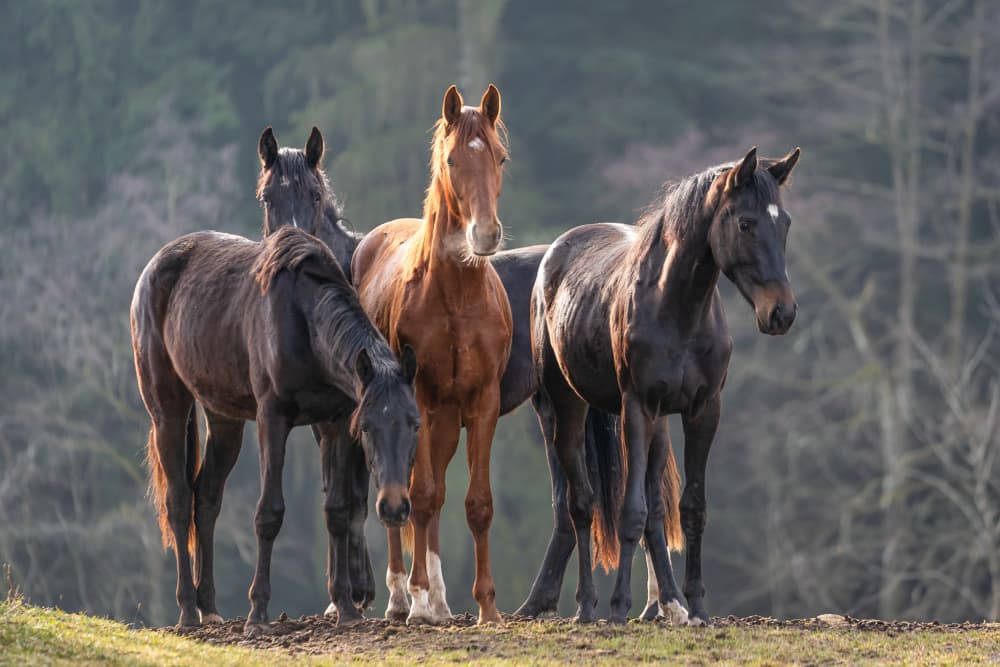 Majestic Horse Herd by Ulrike Leinemann — canvas wall art