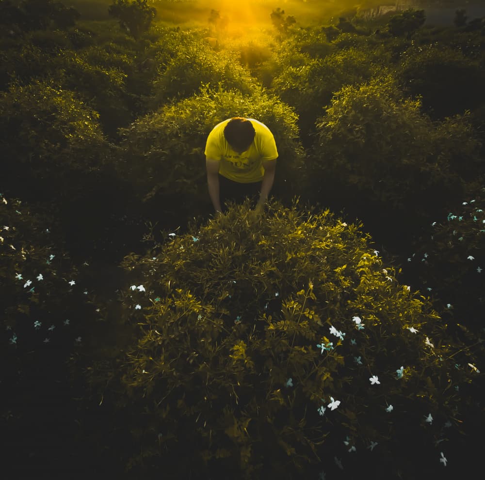 Man in Golden Garden by Hesham Ragab — canvas wall art