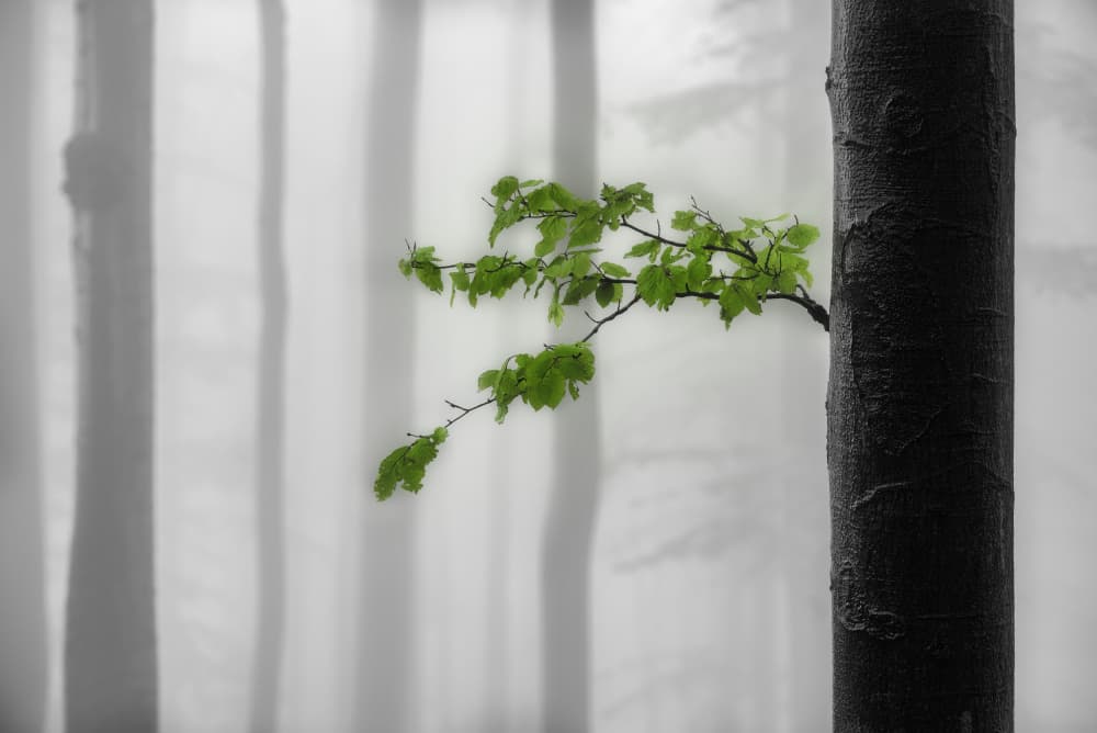 Misty Forest Green by Tom Pavlasek — canvas wall art