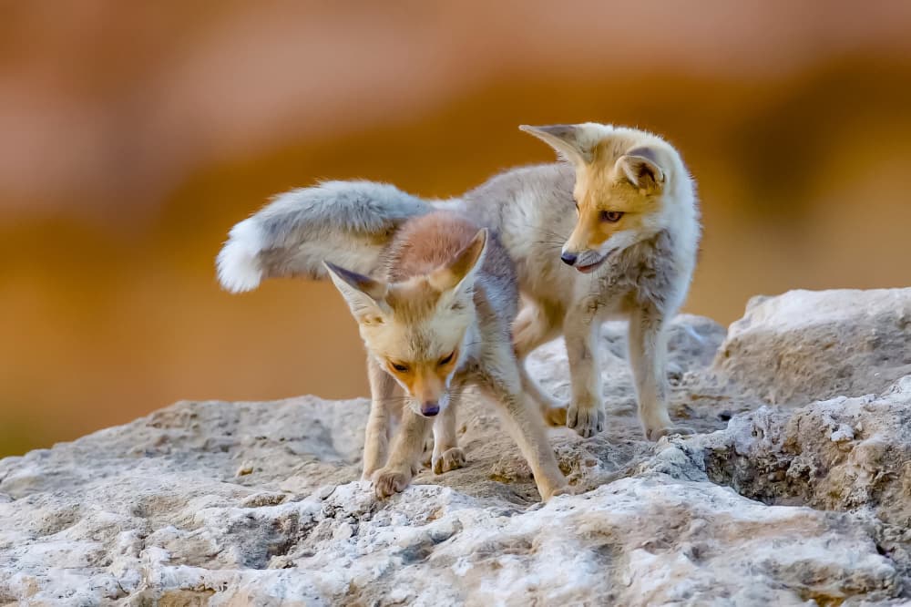 Curious Desert Foxes by David Manusevich — canvas wall art