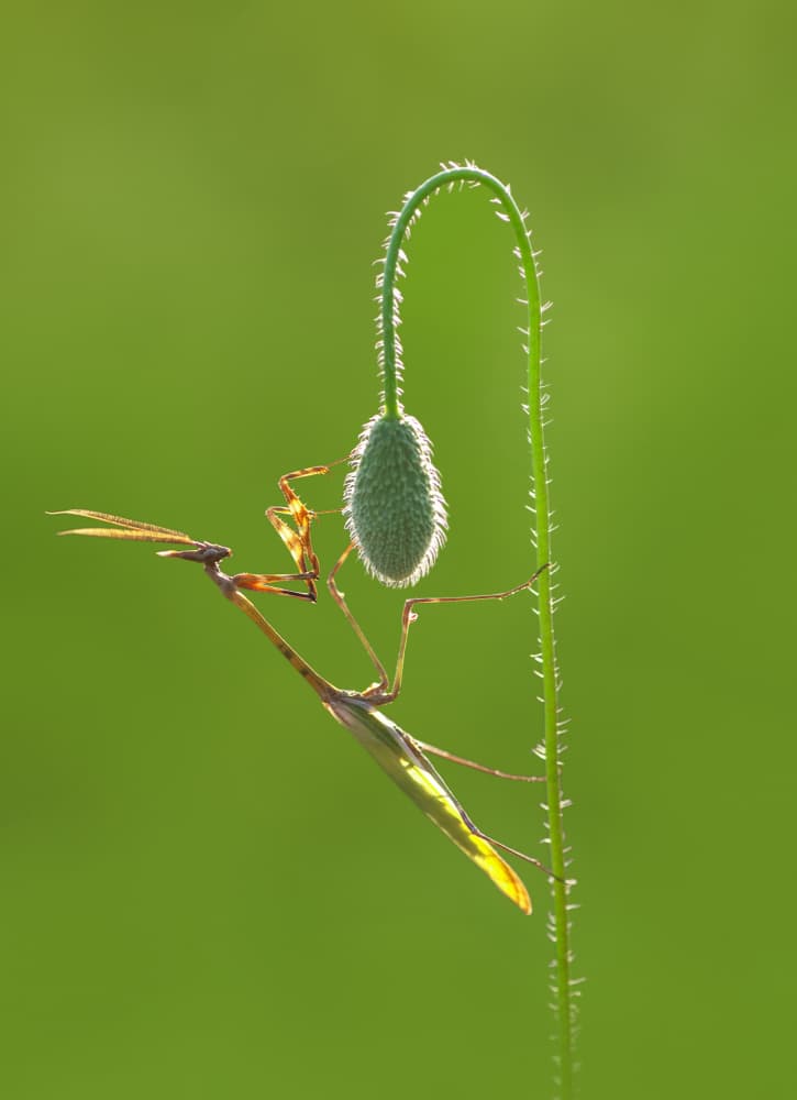 Delicate Mantis and Bud by Mustafa öztürk — canvas wall art