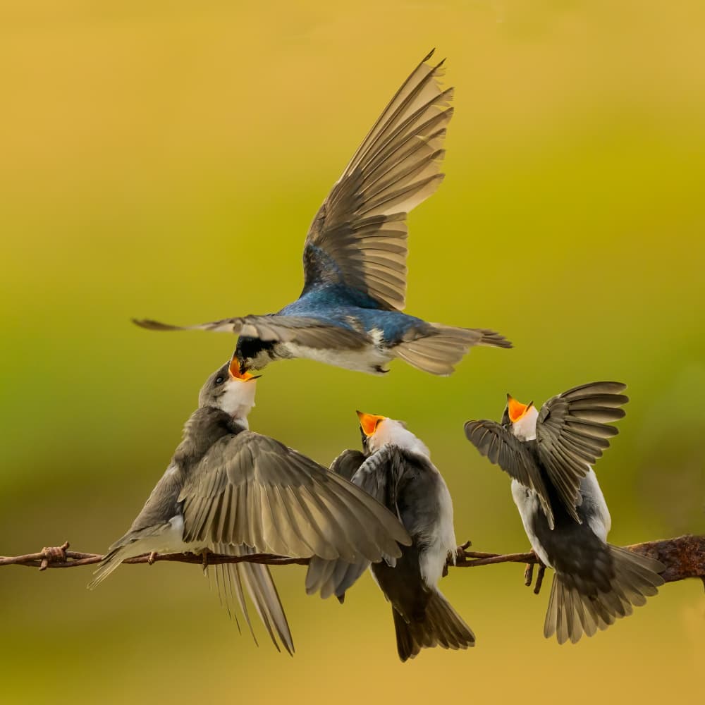 Swallow Family Feeding by Moses Wang — canvas wall art