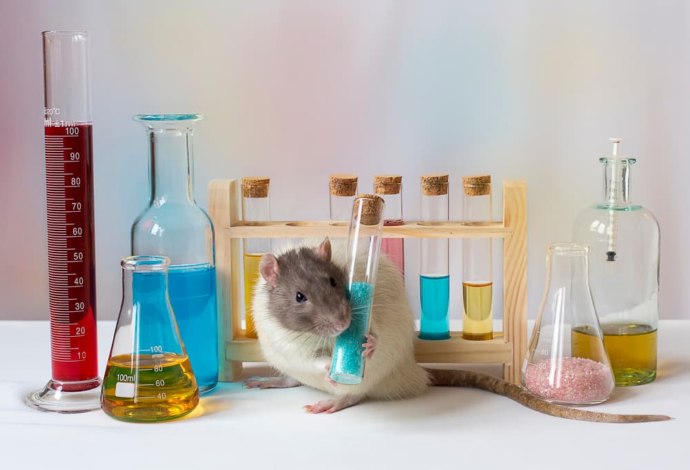 Curious Lab Rat by Ellen van Deelen — canvas wall art