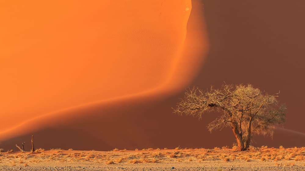 Vibrant Desert Solitary Tree by Tomasz Wozniak — canvas wall art