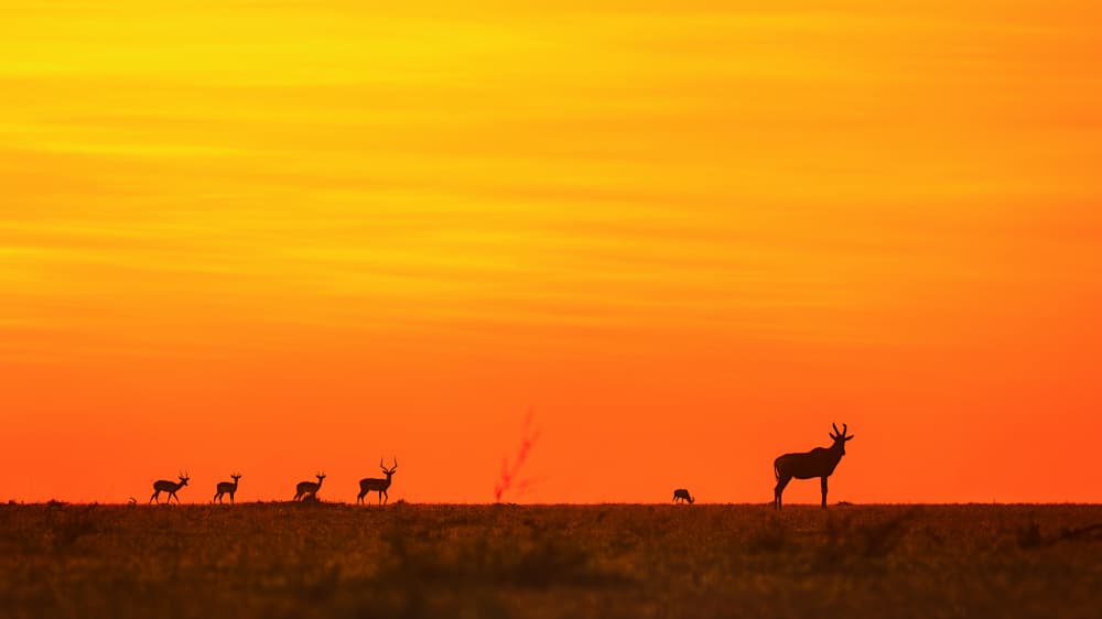 African Sunset Silhouettes by Siyu_Wei APA — canvas wall art