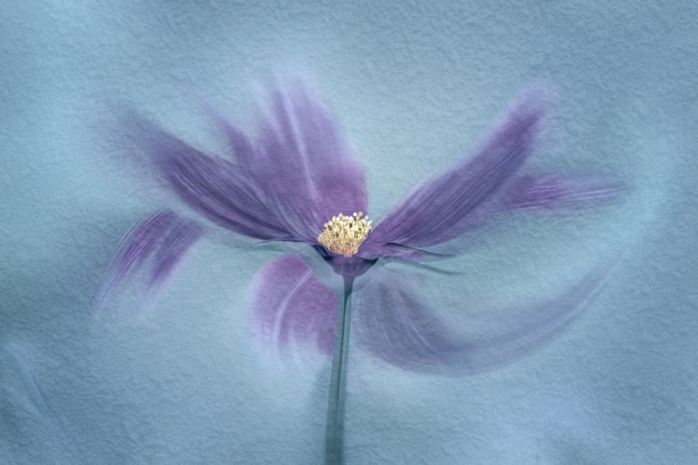 Ethereal Purple Bloom by Molly Fu APA — canvas wall art
