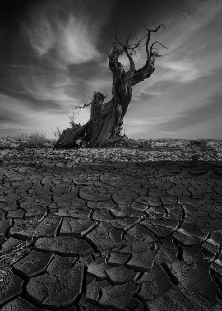 Solitary Desert Tree by Dennis Zhang — canvas wall art