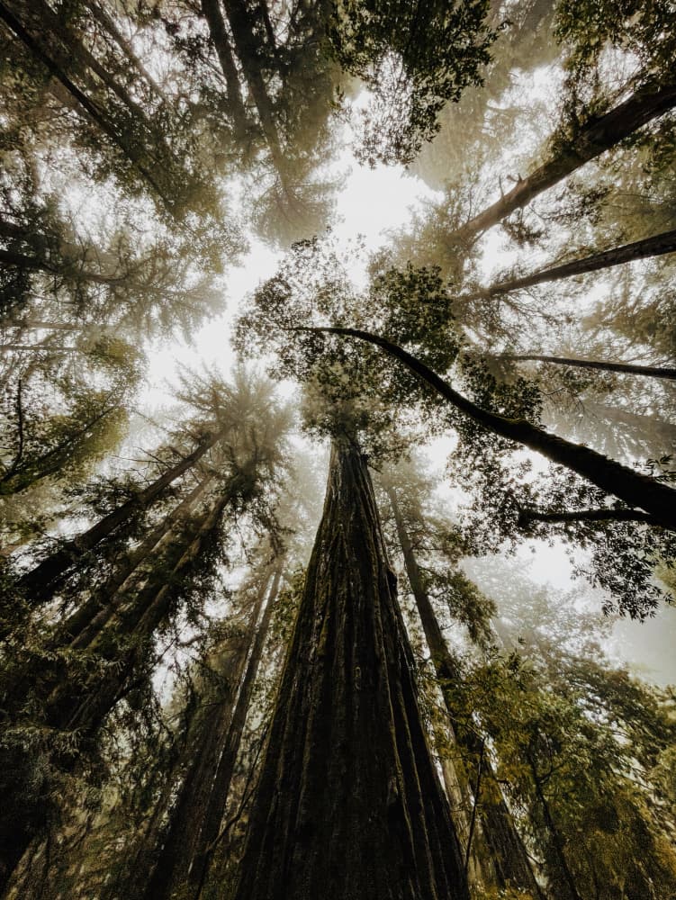 Misty Redwood Canopy by Del Mundo Imagery — canvas wall art