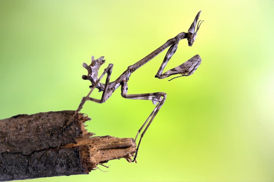 Camouflaged Stick Mantis by Jimmy Hoffman — canvas wall art