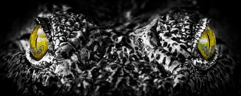 Intense Crocodile Eyes by Serge Grop — canvas wall art