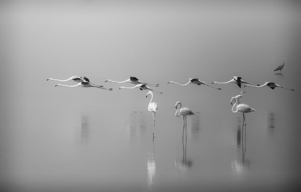 Graceful Flamingo Flight by Ahmed Thabet — canvas wall art