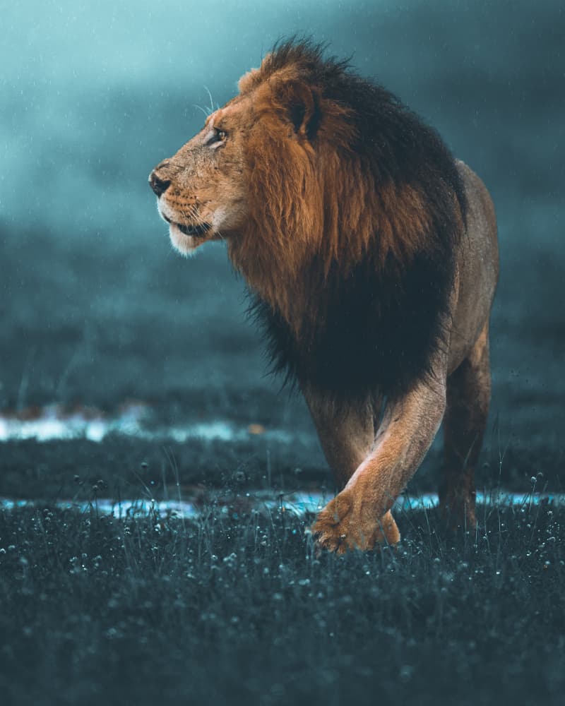Regal Lion Walk by Ahmed Sobhi — canvas wall art