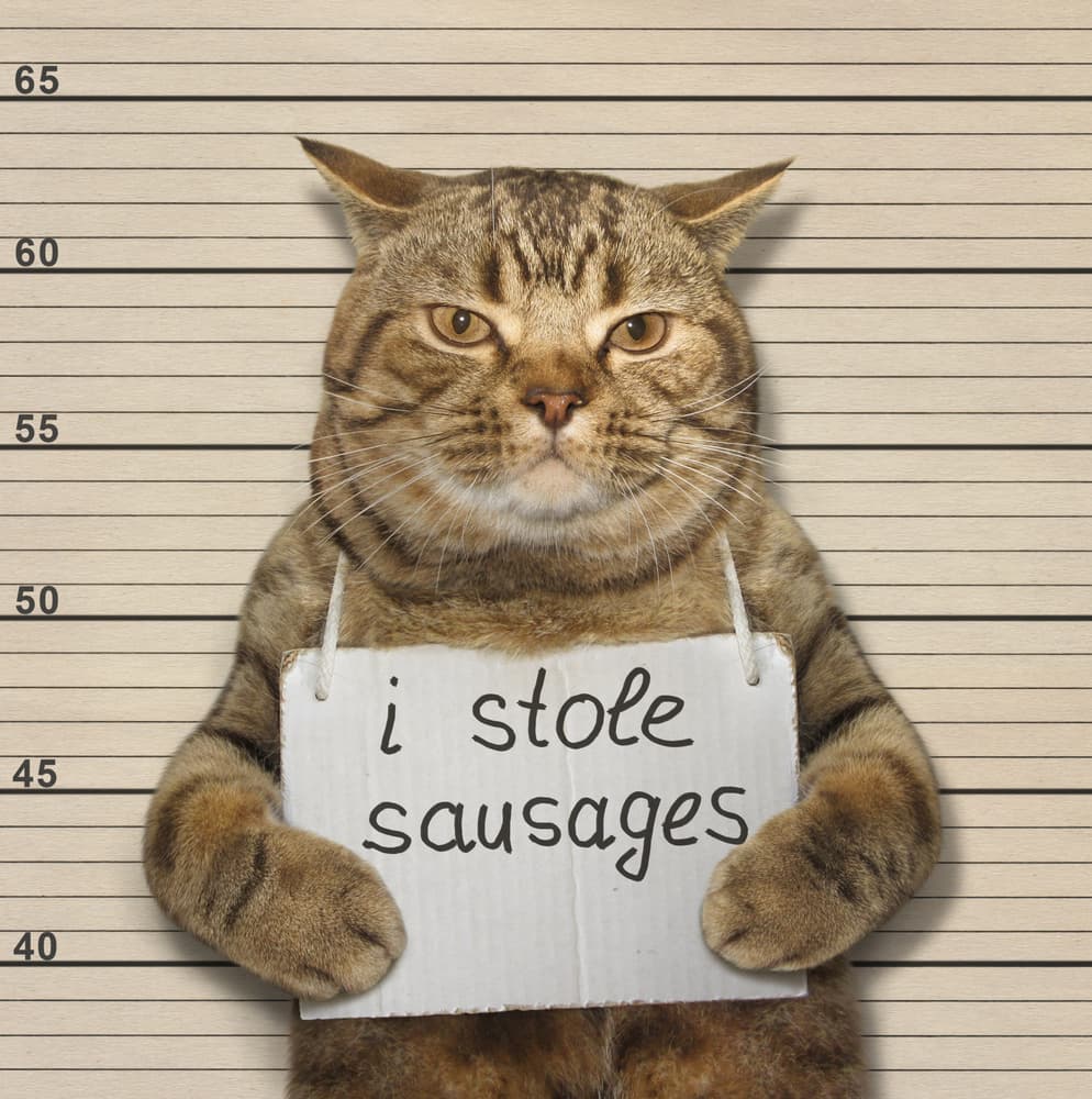 Guilty Cat Mugshot by Iryna Kuznetsova (Iridi) — canvas wall art
