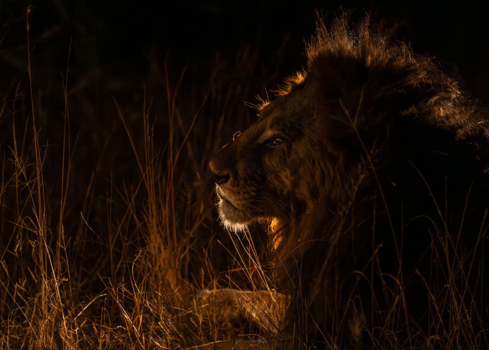 Golden Mane Lion by Shobhit Chawla — canvas wall art