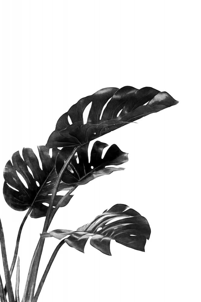 Elegant Monstera Foliage by amini54 — canvas wall art