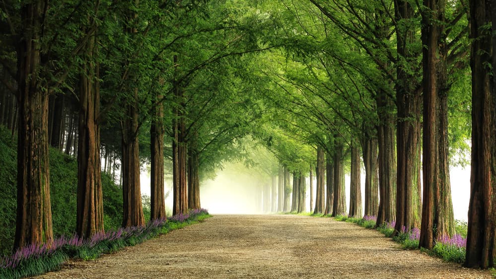 Green Tree Tunnel Path by Tiger Seo — canvas wall art