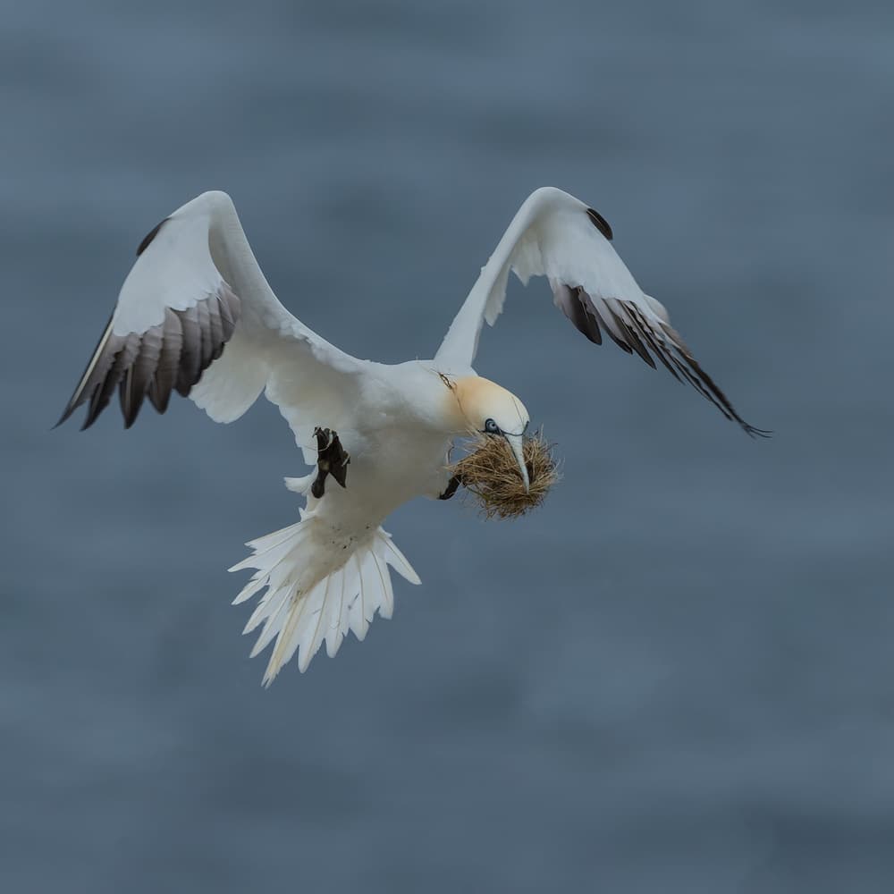 Gannet's Nesting Flight by Cheng Chang — canvas wall art