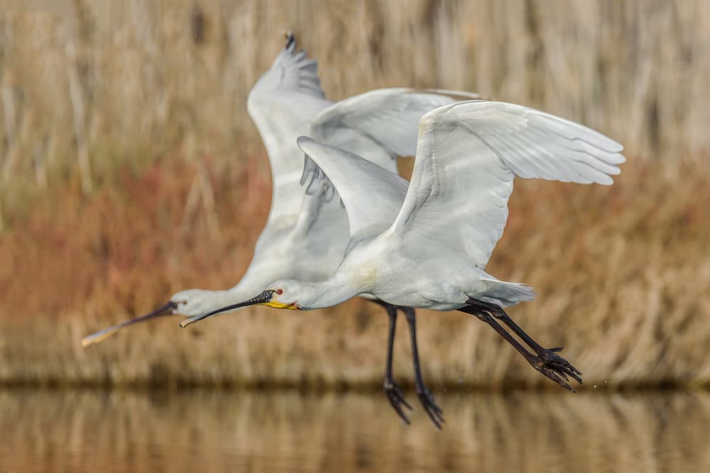 Graceful Spoonbill Flight by Massimo Tamajo — canvas wall art