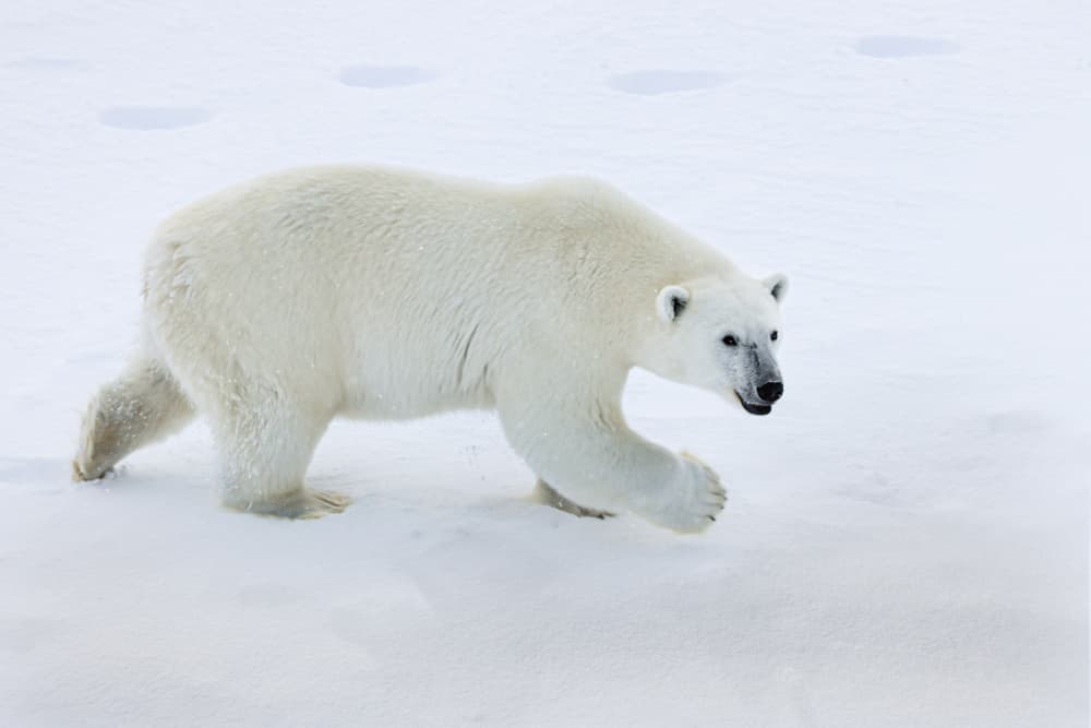 Polar Bear Winter Walk by VéroniqueS — canvas wall art