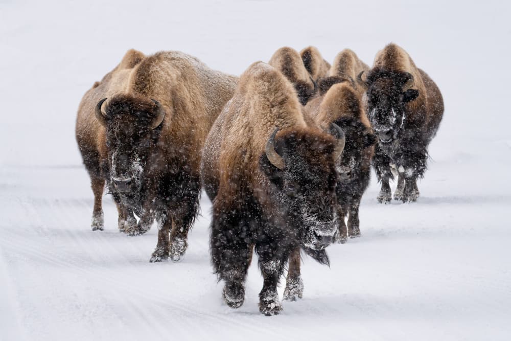 Winter Bison Herd by Susanne Landolt — canvas wall art