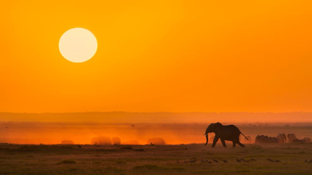 African Elephant Sunset by Jun Zuo — canvas wall art