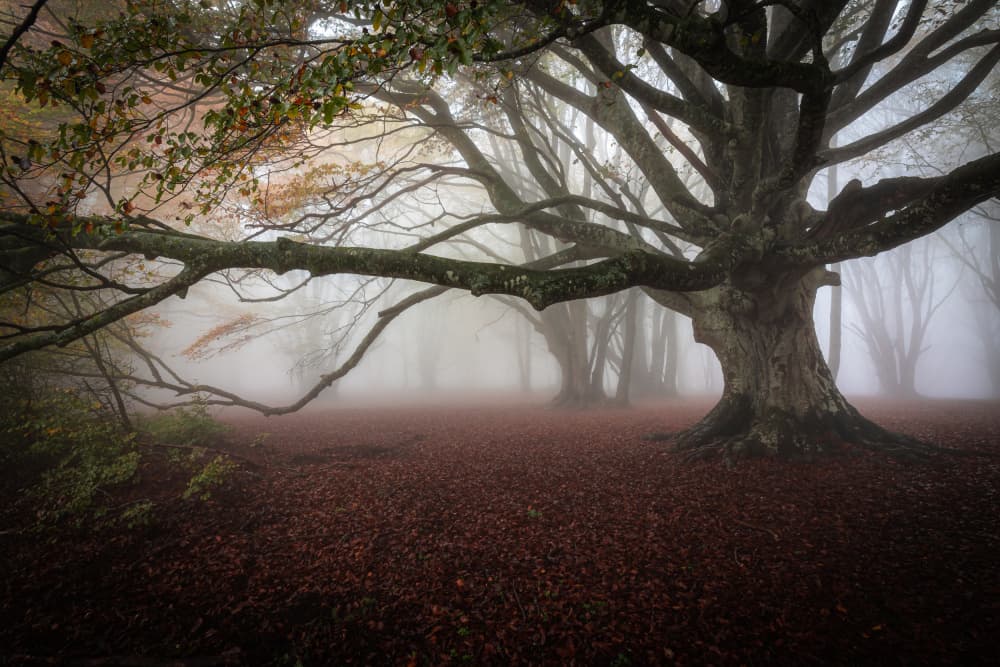 Misty Autumn Forest by Sergio Barboni — canvas wall art