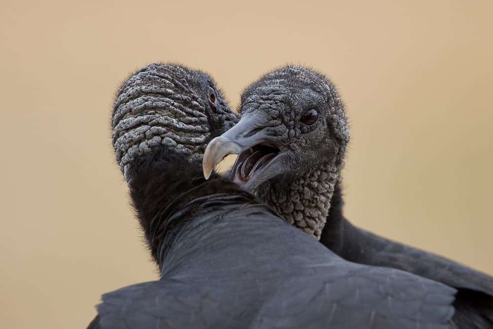Vulture Confrontation by Alfred Forns — canvas wall art