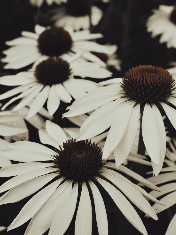Sepia Garden Flowers by Olivia Joy StClaire — canvas wall art