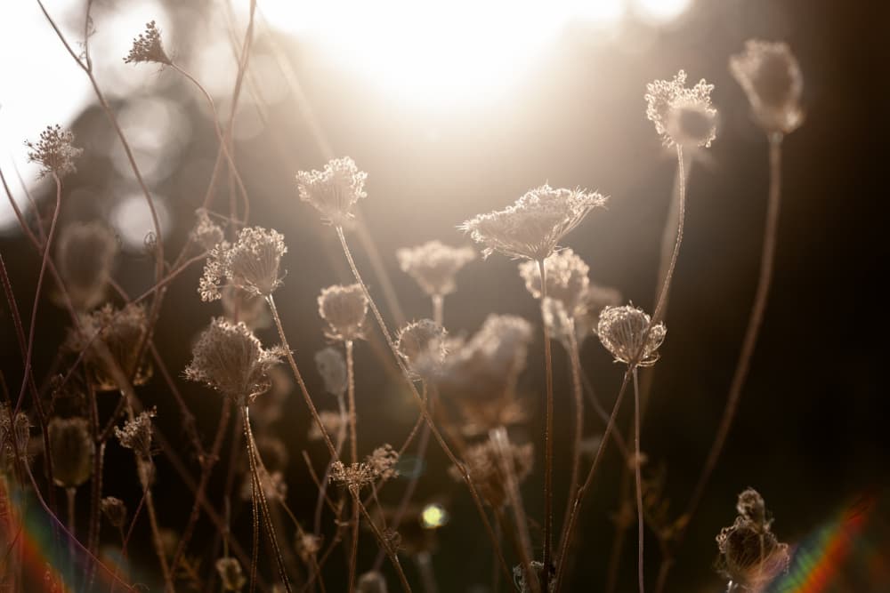 Warm Winter Light 3 by Mareike Böhmer — canvas wall art